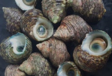 Mata Lembu: Siput Laut Khas Jawa Barat dengan Cita Rasa Unik