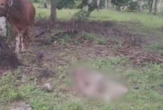 Tragis! Pria di Luwu Timur Tewas Diseret Sapi Peliharaan hingga 50 Meter