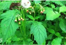 Kandungan, Nutrisi dan Manfaat Untuk Kesehatan Daun Sintrong