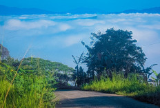 Puncak Tanjakan Cuaca Pekon Trimulyo,  Wisata Alam dengan Awan yang Mempesona