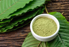 Kratom Sudah Diekspor, Tapi Belum Bebas Beredar di Dalam Negeri