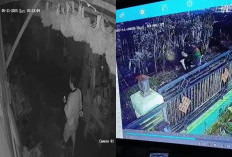 Beberapa Kali Terekam CCTV, Maling Masih Berkeliaran di Kotabaru