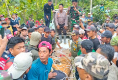 Harimau Betina yang Tertangkap Telah Direlokasi ke Lembah Hijau