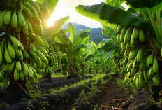 Hidup Seperti Pohon Pisang: Filosofi Berbuah dalam Setiap Langkah Kehidupan