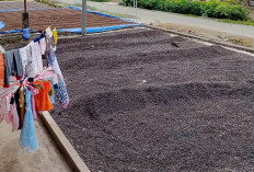 Pekan Ini, Harga Kopi Robusta Kembali Turun