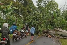 Satu Pohon Besar Tumbang di Jalan Nasional, Lalulintas Liwa- Batubrak Macet