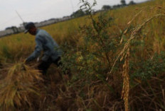 Pemerintah Cabut Rafaksi Harga Gabah, Tetapkan Harga Rp 6.500 per Kilogram