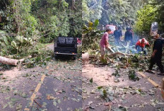 Pohon Tumbang Sempat Lumpuhkan Lalulintas
