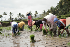 Sawah di Karyapenggawa Tidak Terdampak Kemarau