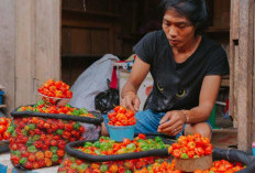 Cabai Katokkon, Pedasnya Menarik Minat Petani Muda