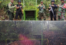 Harimau Terekam Camera Trap, Satgas Ganti Umpan Kandang Jebak Dengan Kambing 