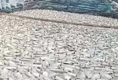 Fenomena Upwelling di Danau Ranau,   Ribuan Ikan Nila Keramba Mendadak Mati