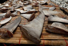 Jepang Buru Sirip Hiu dari Indonesia, Harga Capai Rp16 Juta per Kg