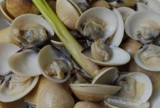 Kerang Kepah, Makanan Laut yang Kaya Nutrisi 