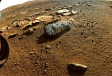 Peneliti Temukan Cara untuk Menumbuhkan Pohon di Mars