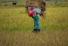 Tiga Provinsi Penghasil Padi Terbesar di Indonesia