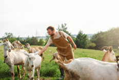 Bolehkah Berkurban Gunakan Kambing Betina? Begini Penjelasannya..