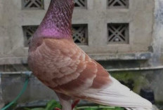 10 Burung Langka dengan Harga Fantastis di Tahun 2025