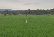 DKPP Pastikan Stok Pupuk Subsidi Aman