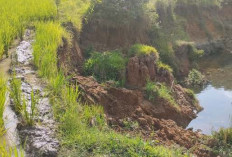 Erosi Sungai di Way Jambu  Mengancam Sawah Warga 