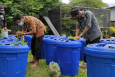 Budidaya Ikan Lele dan Kangkung Dalam Ember, Sistem Aquaponik Sederhana