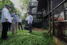 Adik Prabowo Bangun Pusat Suaka Orangutan di IKN, Komitmen Lestarikan Satwa Langka