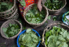 Daun Jeruk Indonesia, Dari Dibuang Jadi Komoditas Bernilai di Pasar Internasional