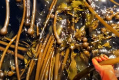 Manfaat Mengkonsumsi Kelp bagi Kesehatan Tubuh