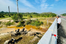 Pembangunan Jalur Khusus Penyeberangan Gajah di Tol Pekanbaru-Dumai untuk Lindungi Satwa Dilindungi