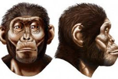 Tubuh Kecil, Peran Besar: Cerita Evolusi di Balik Dimorfisme Australopithecus