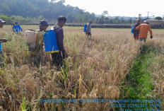 Serangan Hama Masih Terjadi  DKPP Maksimalkan POPT