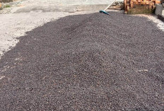 Harga Kopi Merangkak Naik, Petani   Optimistis Tembus Rp70 Ribu/Kg