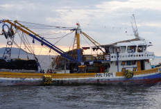 Laut Natuna Utara Terancam,  Kapal Vietnam Terus Jarah Ikan Bernilai Tinggi