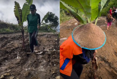 Luapkan Kekecewaan ke Pemerintah, Warga Sedampah Tanam Pohon Pisang di Jalan Rusak