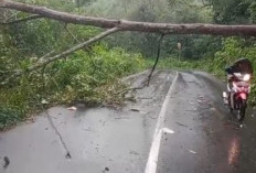 Pohon Tumbang Akibat Angin Kencang, Lalulintas di Ruas Jalan Liwa-Pantau Tersendat