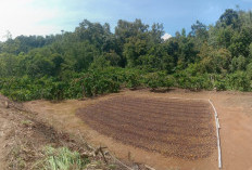 Masa Panen Kopi Tiba, Harapan Baru Petani  Robusta Lampung Barat