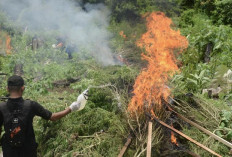 Polres Gayo Lues Musnahkan 58 Hektare Ladang Ganja Sepanjang 2025