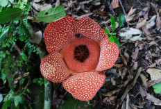 Temuan Bunga Langka Rafflesia Zollingeriana di Banyuwangi: Keajaiban Alam yang Menakjubkan