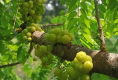 Buah Ceremai, Si Bulat Mungil Asam yang Bisa Membuat Kurus dan Mengusir Penyakit Asma