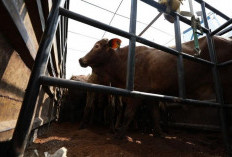 Pemerintah Tambah Impor Sapi Hidup Tekan Daging Beku 