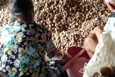 Kabar Baik Untuk Petani,  Harga Jual Buah Pinang Capai Rp4.000 Perkilogram