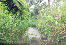 Rumput Tutupi Badan Jalan,  Pengendara Menuju Suoh Hati-Hati! 