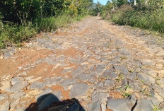 Jalan Rusak Hambat Ekonomi  Warga Pemangku Cimpedak