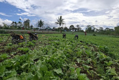 Curah Hujan Tinggi, Petani Sawi Terancam Gagal Panen