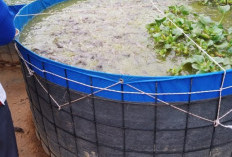 USAHA LELE, BUMDes Amanah Targetkan   Raub Laba Rp163 Juta di 2025