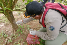 Dugaan Teror Harimau, Petugas Periksa Sampel Bulu-  Pasang 2 Buah Kamera Trap