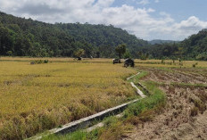 Musim Panen, DKPP Pesbar Catat 1.575   Hektar Sawah Sudah Panen