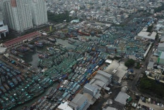 Pelabuhan Muara Angke Darurat,  Ribuan Kapal Padati Dermaga  hingga Banyak yang Mangkrak