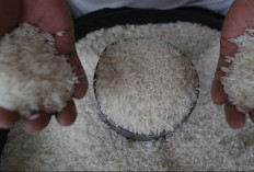 Produksi Beras Diperirakan Turun 9,29 Persen ke 10,15 Juta Ton Q2 2025