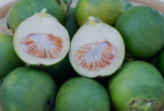Manfaat Buah Pinang Muda untuk Program Hamil dan Cara Mengolahnya
